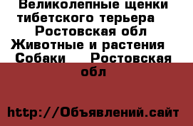 Великолепные щенки тибетского терьера! - Ростовская обл. Животные и растения » Собаки   . Ростовская обл.